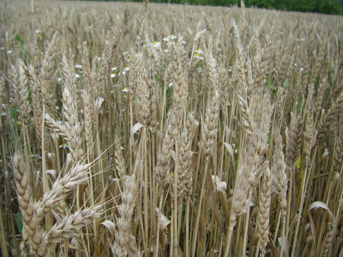 Пшеница. Медведицкая гряда, июль 2008 года.