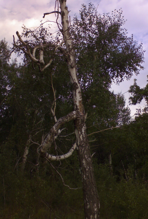 Деревья возле 8-го лагеря Космопоиска. Медведицкая гряда 2007.